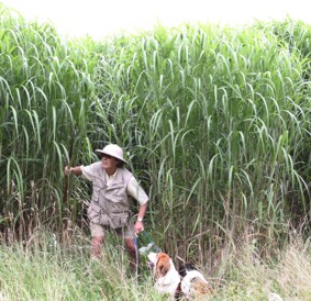 Miscanthus