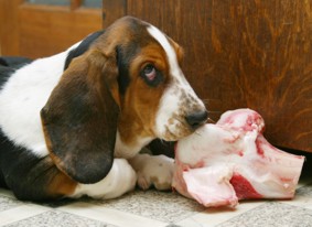 Matilda with bone