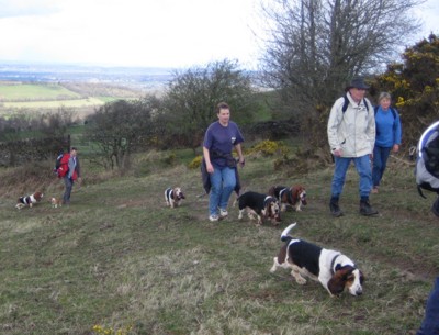 Bassets up Axbridge hill