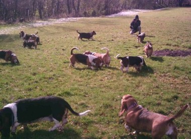 Basset field