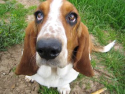 Basset eyes