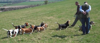 Bassets