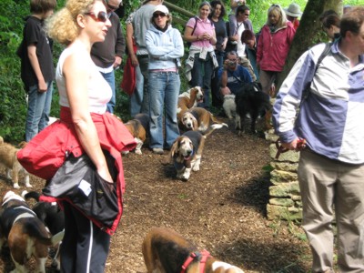 Basset walk