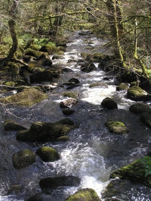 Dartmoor stream