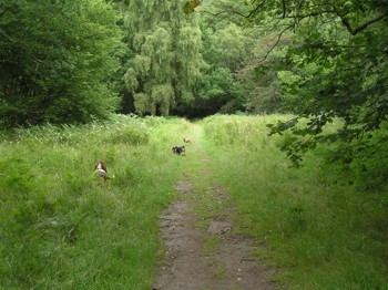 Lustleigh woods