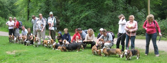 Bassets at Savernake Forest