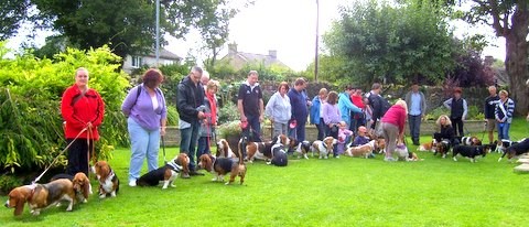 Cotswold Basset Hounds