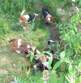 Cotswold bassets