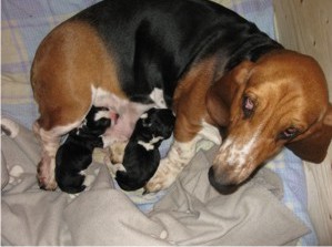 Millie Dodd's puppies