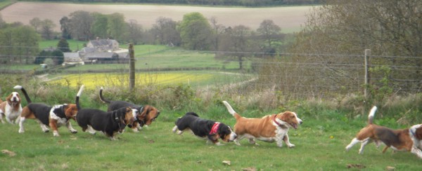 Basset chase