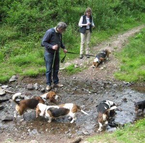 Crowcombe walk