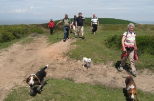 Sunshine on the Quantocks