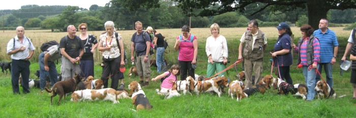 Basset Hounds group