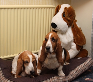 Toy Basset