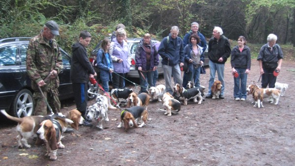 Basset Hound Walkers at start