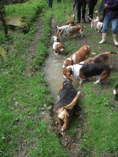 Bassets