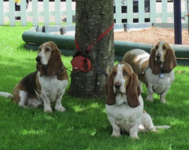 Three Bassets