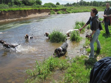 Otter river chasing