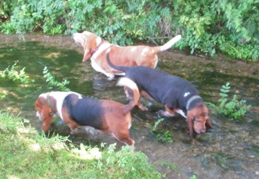 Three hounds