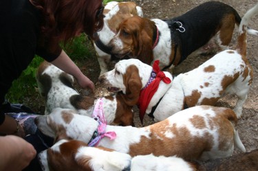 Massed Bassets