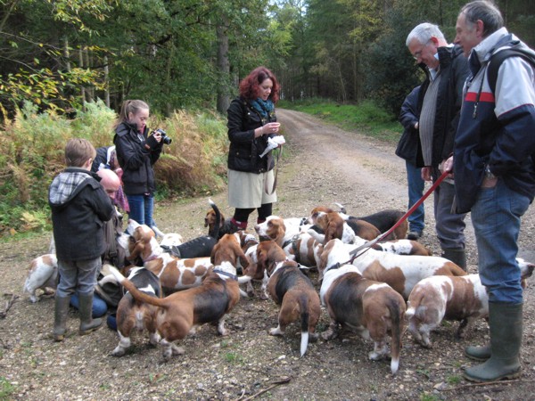 Basset Hounds at Savernake