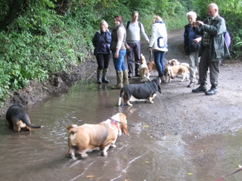 Watering hole