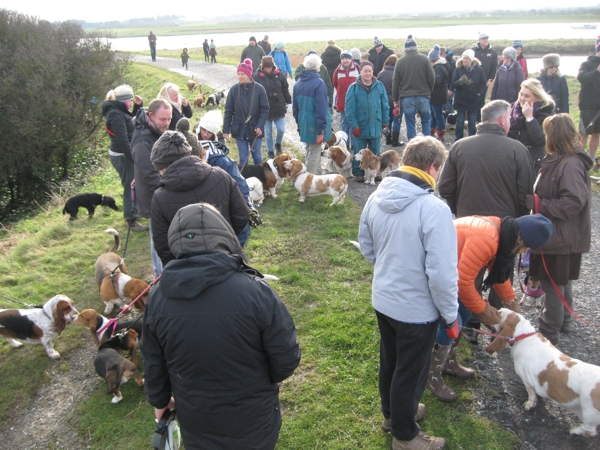 Bassets at Burnham 