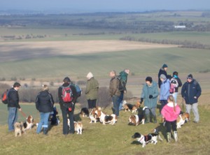 Basset group