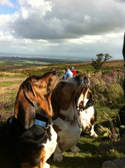 Begging Bassets